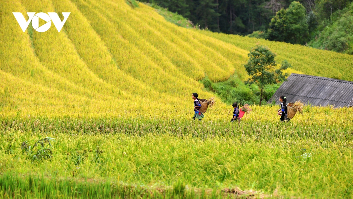 Stunning beauty of Mu Cang Chai terraced fields in ripening rice season